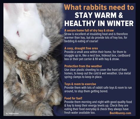 Do rabbits get cold at night?