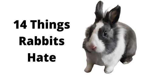 Do rabbits hate heat?