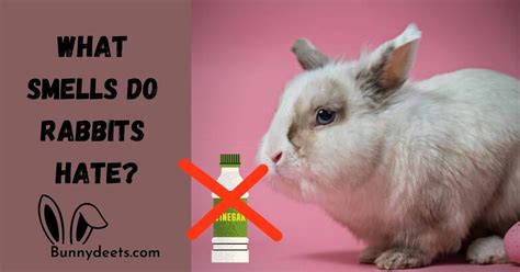 Do rabbits hate the smell of vinegar?