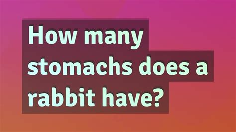 Do rabbits have 2 stomachs?