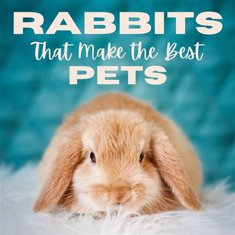 Do rabbits have a favorite person?