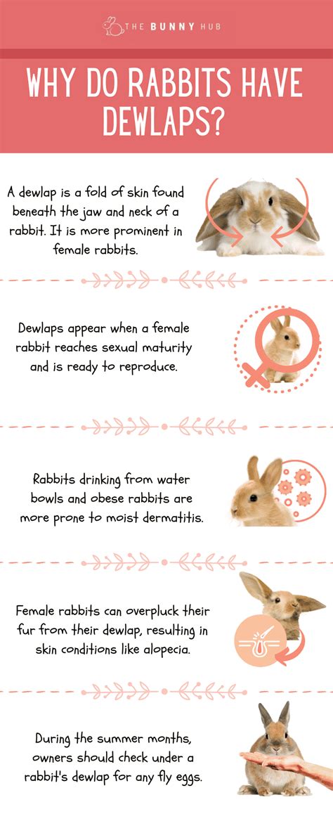 Do rabbits have high pain tolerance?