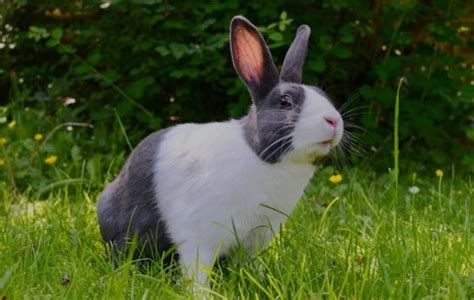 Do rabbits know their names?