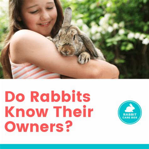 Do rabbits know their owners?