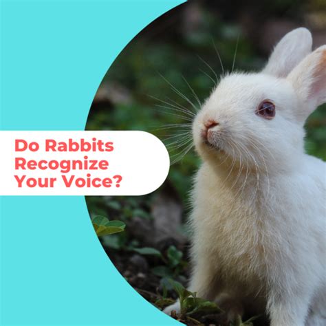 Do rabbits know your voice?