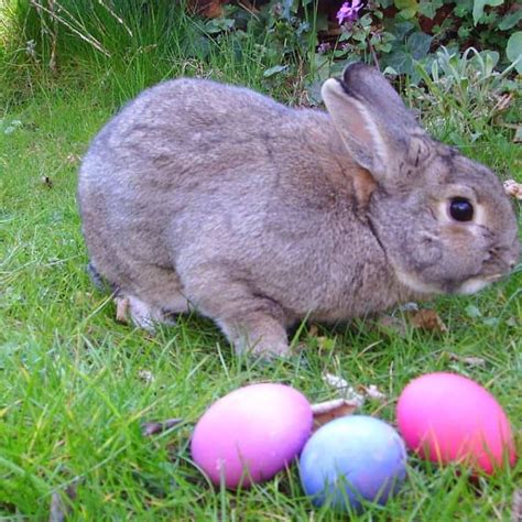 Do rabbits lay eggs?