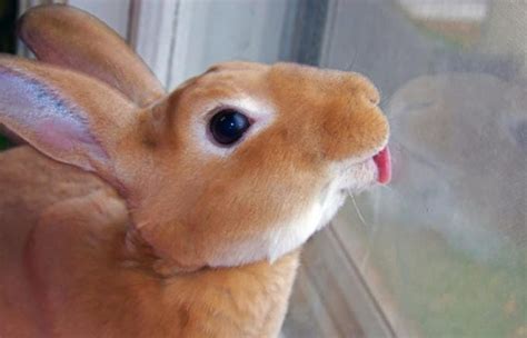 Do rabbits lick when in pain?