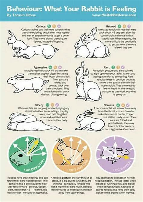 Do rabbits like back massages?