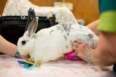 Do rabbits like shoulder massages?