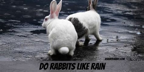 Do rabbits like the rain?