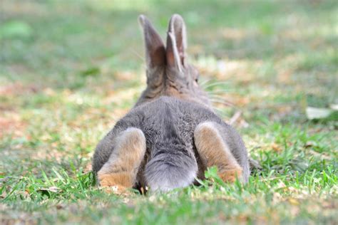 Do rabbits like their tails touched?