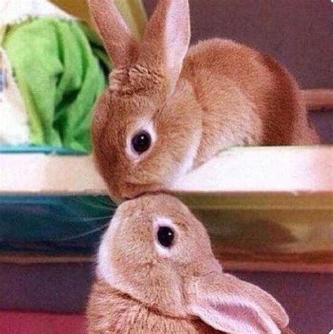 Do rabbits like to hug?