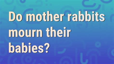 Do rabbits mourn their dead?