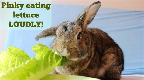 Do rabbits need lettuce everyday?