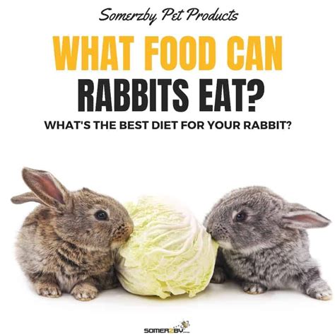 Do rabbits need to eat 3 times a day?