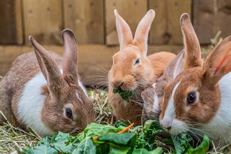 Do rabbits need unlimited food?