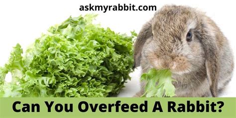 Do rabbits overfeed themselves?
