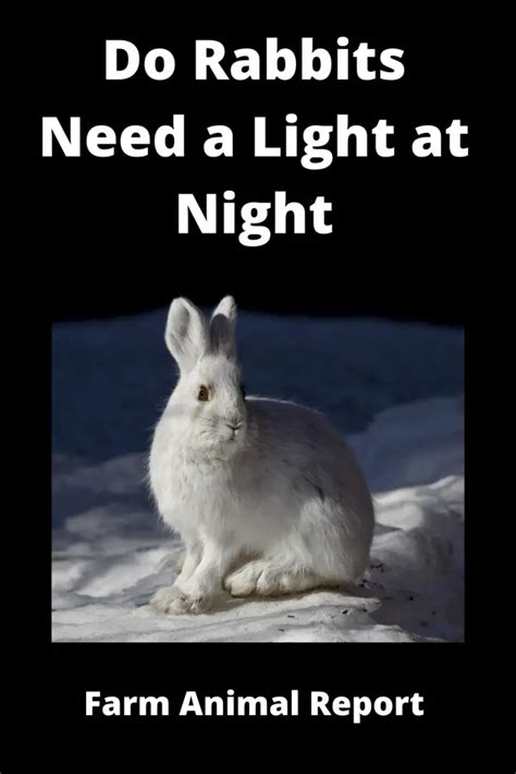 Do rabbits prefer light or dark?