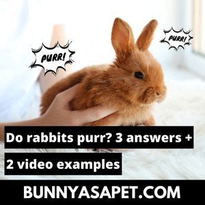 Do rabbits purr?