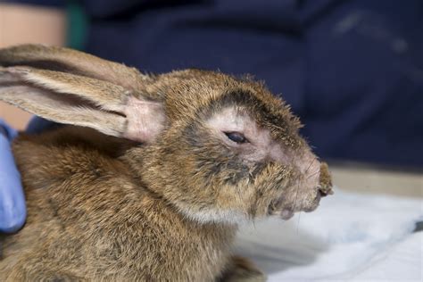Do rabbits recover from illness?
