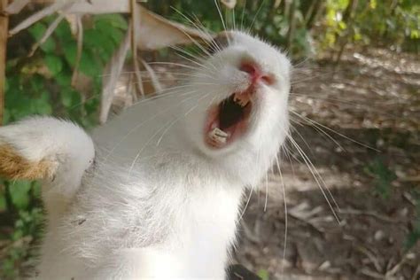 Do rabbits scream when shot?