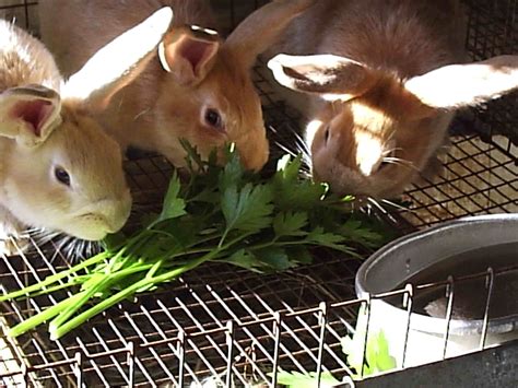 Do rabbits share food?