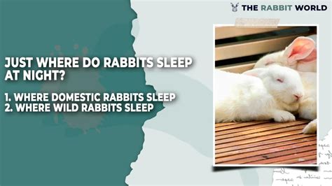 Do rabbits sleep at night?