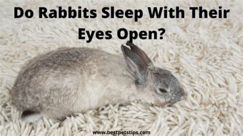 Do rabbits sleep eyes open?