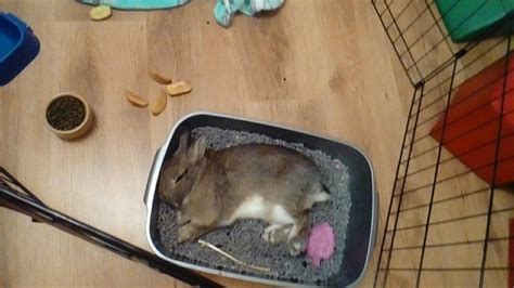 Do rabbits sleep where they poop?