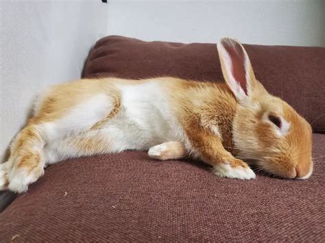 Do rabbits sleep with their eyes open?