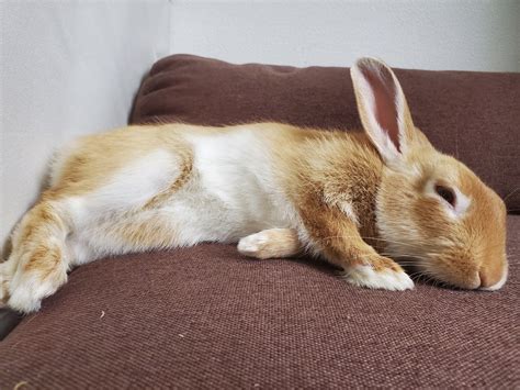 Do rabbits sleep with their eyes open?