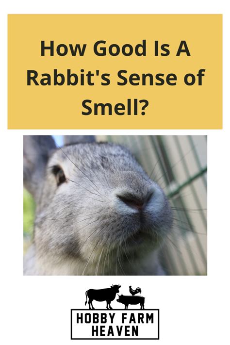 Do rabbits smell a lot?