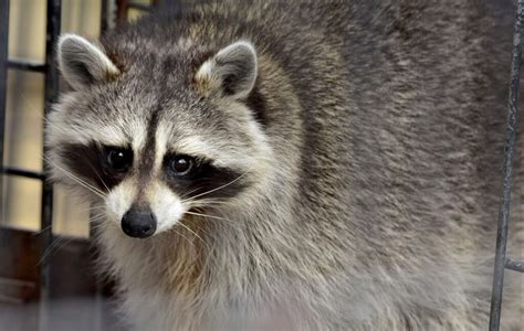 Do raccoons care about humans?