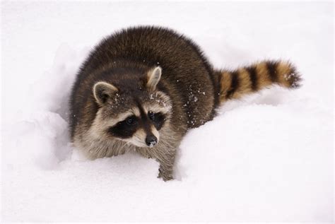 Do raccoons hibernate in Toronto?