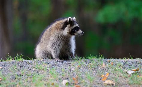 Do raccoons live in Canada?