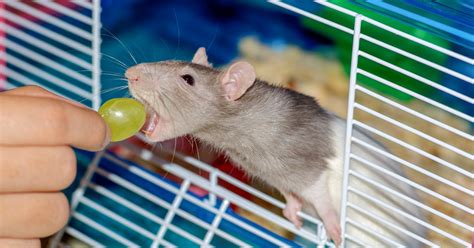 Do rats bite playfully?