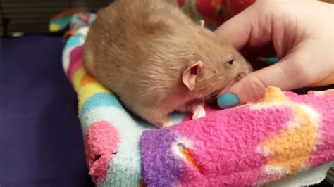 Do rats enjoy being pet?