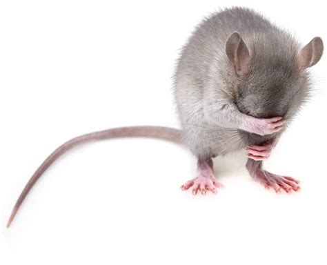 Do rats feel human emotions?
