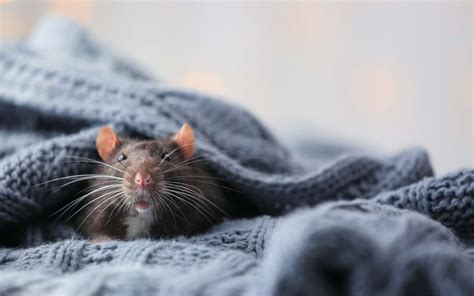 Do rats get baths?