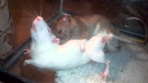 Do rats get pleasure from sex?