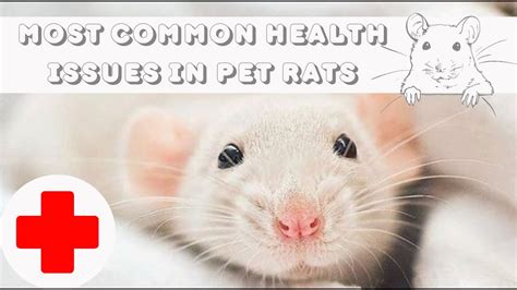 Do rats get sick easily?