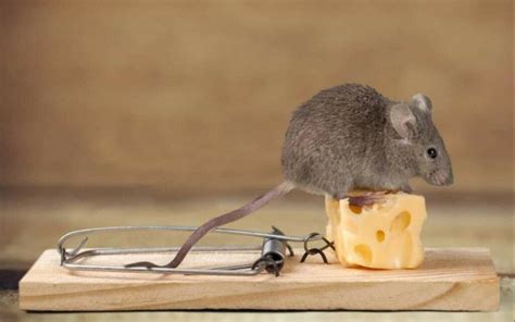Do rats learn to avoid traps?
