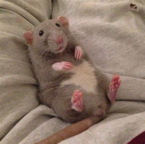 Do rats like belly rubs?