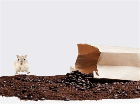 Do rats like coffee grounds?