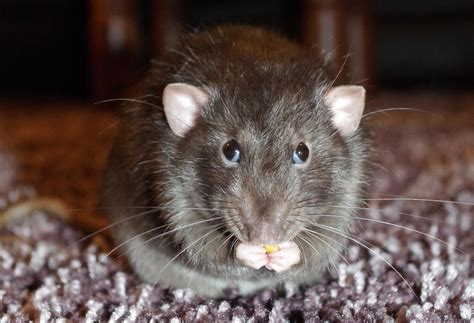 Do rats like human attention?