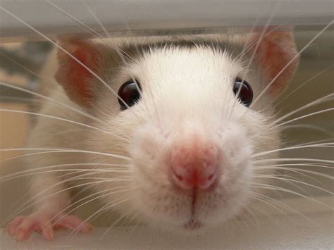 Do rats like when you pet them?