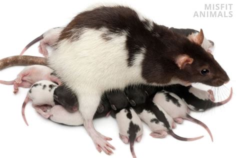 Do rats mate to have babies?
