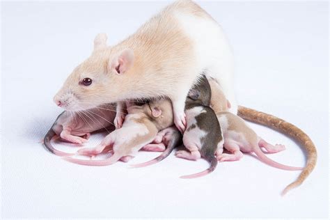 Do rats remember their parents?