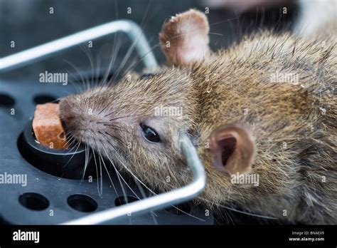 Do rats scream when caught in trap?