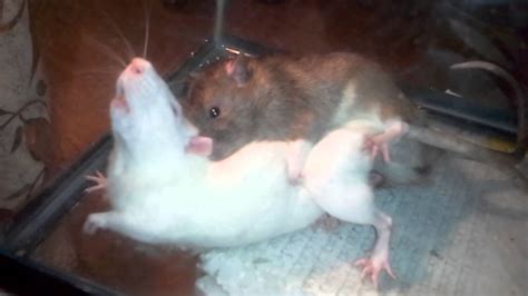 Do rats scream when mating?